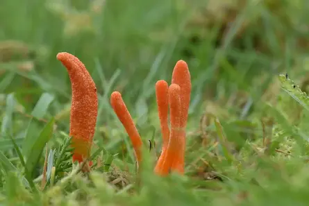 Kas ir kordiceps jeb kara milnene?