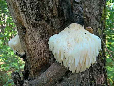 Kas ir ežu dižadatene?