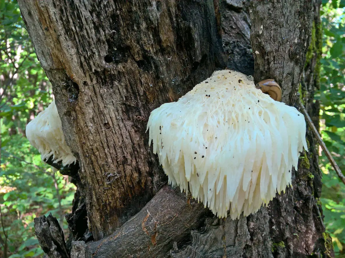 Kas ir ežu dižadatene?