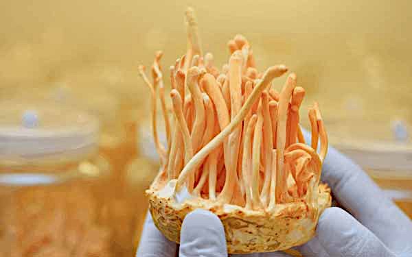 Attēls: Cordiceps militaris