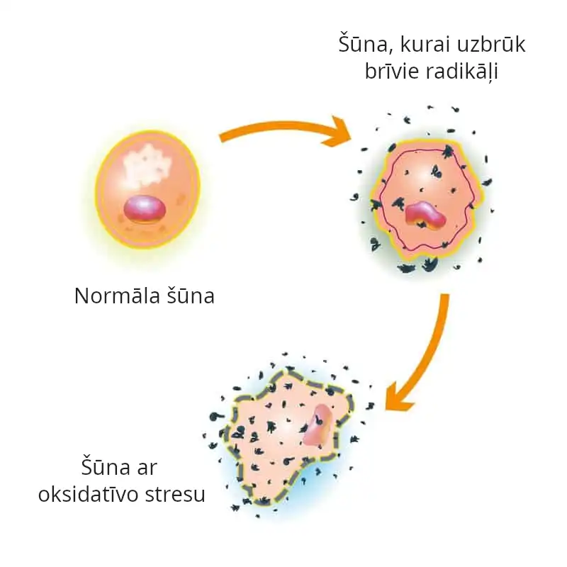 Attēls: oksidatīvais stress